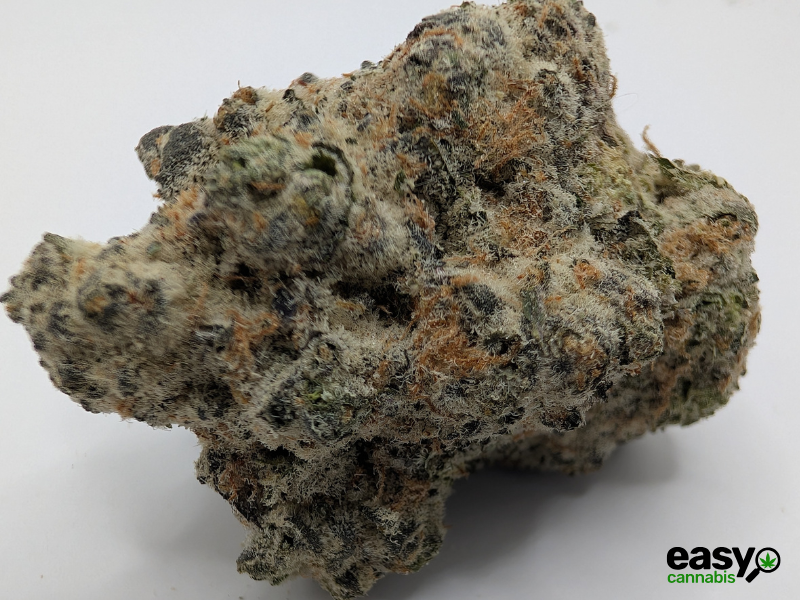 קנאביס רפואי תפרחת דאנטה - T22/C4 - Dante שיח מדיקל לילה - אינדיקה