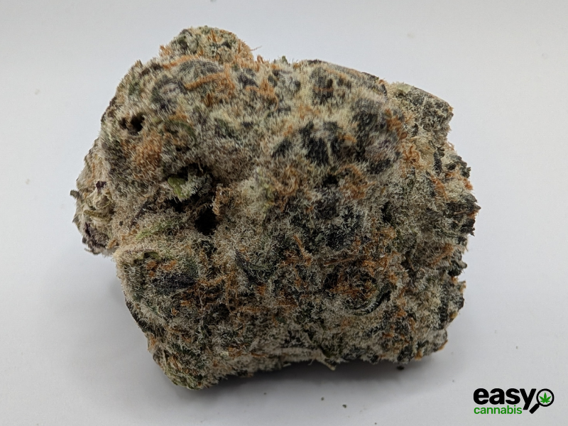 קנאביס רפואי תפרחת דאנטה - T22/C4 - Dante שיח מדיקל לילה - אינדיקה