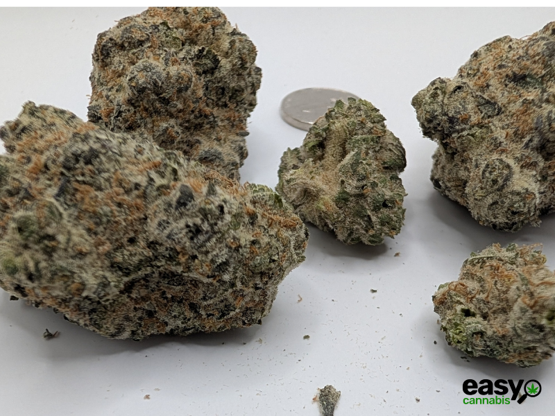 קנאביס רפואי תפרחת דאנטה - T22/C4 - Dante שיח מדיקל לילה - אינדיקה