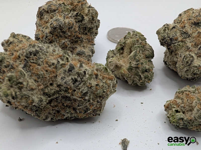 קנאביס רפואי תפרחת דאנטה - T22/C4 - Dante שיח מדיקל לילה - אינדיקה