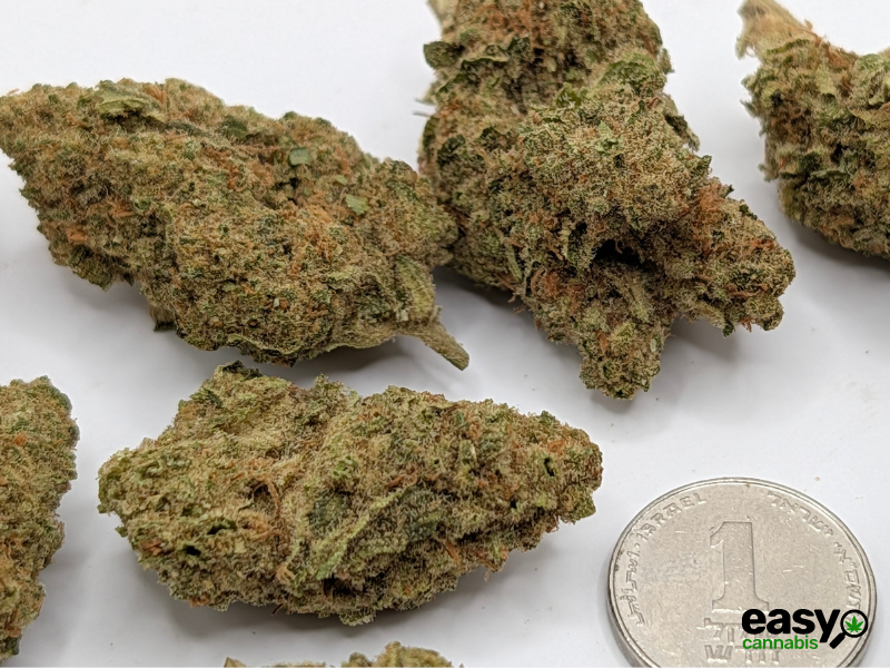 קנאביס רפואי תפרחת דאבליו רינו - T22/C4 - W Rinoo גרינקום לילה - אינדיקה