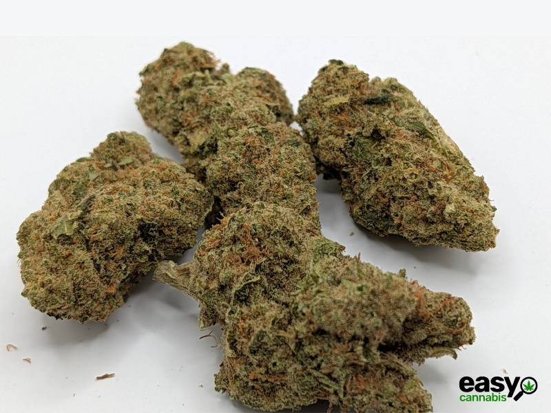 קנאביס רפואי תפרחת דאבליו רינו - T22/C4 - W Rinoo גרינקום לילה - אינדיקה