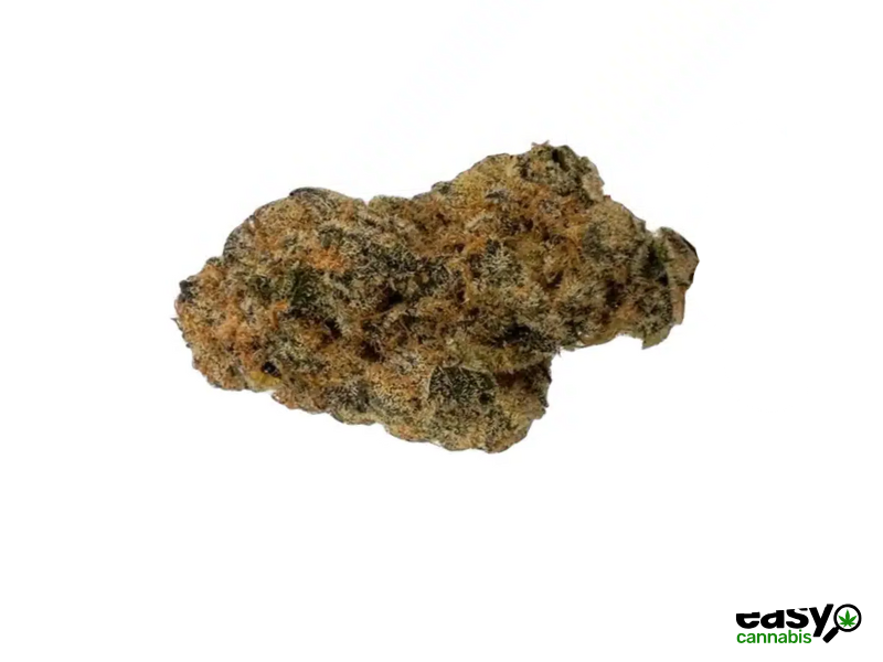 קנאביס רפואי תפרחת פינק די 11 - T22/C4 - Pink D 11 שיח מדיקל לילה - אינדיקה