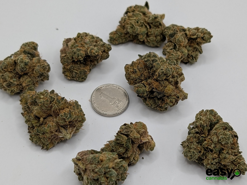 קנאביס רפואי תפרחת טי&או - T22/C4 - T&O טריכום לילה - אינדיקה