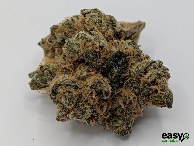 קנאביס רפואי תפרחת טי&או - T22/C4 - T&O טריכום לילה - אינדיקה