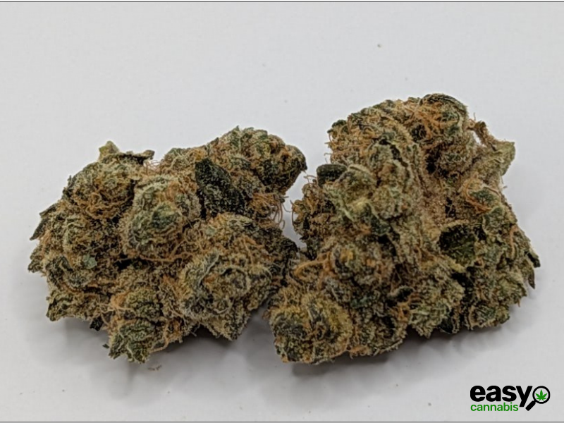 קנאביס רפואי תפרחת טי&או - T22/C4 - T&O טריכום לילה - אינדיקה