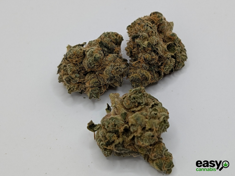 קנאביס רפואי תפרחת טי&או - T22/C4 - T&O טריכום לילה - אינדיקה