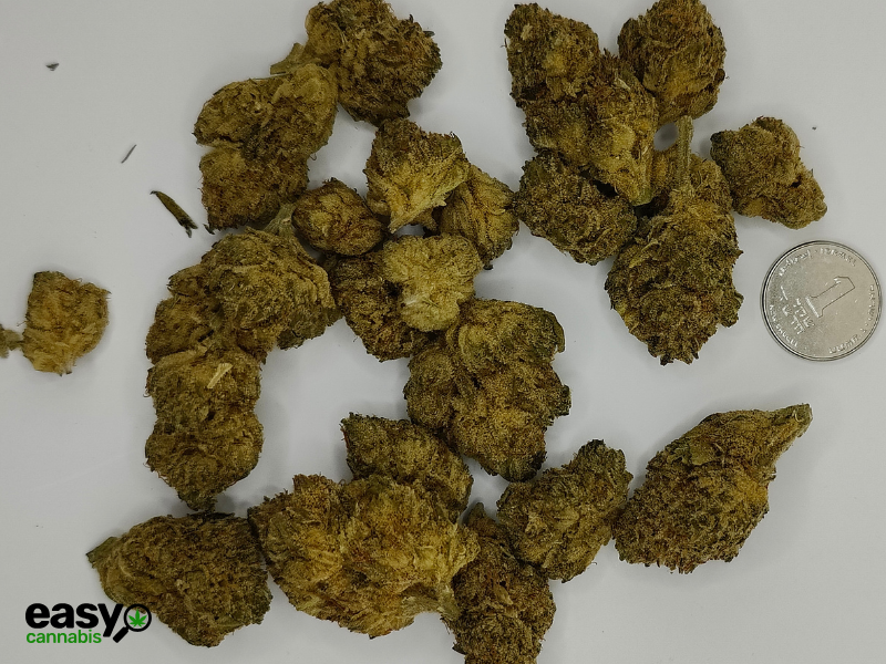 קנאביס רפואי תפרחת ניו יורק אל.וי מיני - T22/C4 - New York L.V Mini גרין בויז יום\לילה - היברידי