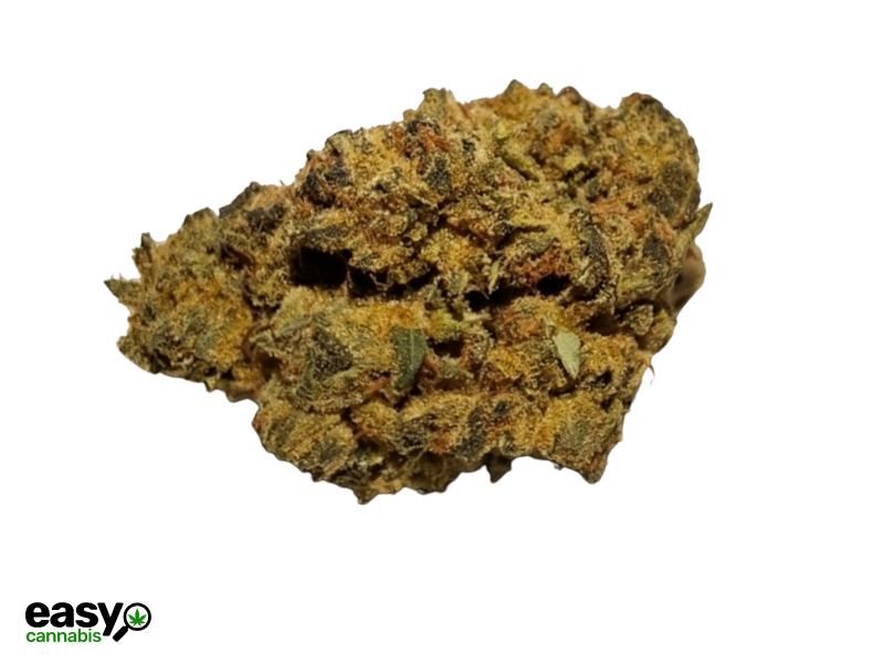 קנאביס רפואי תפרחת רפאל ג'י אם - T22/C4 - Raphael Gm פיס נטורלס לילה - אינדיקה