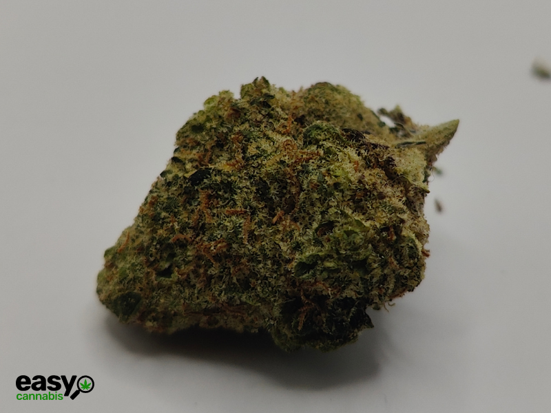 קנאביס רפואי תפרחת ג'י פי מיני - T22/C4 - GP Mini טריכום יום\לילה - היברידי