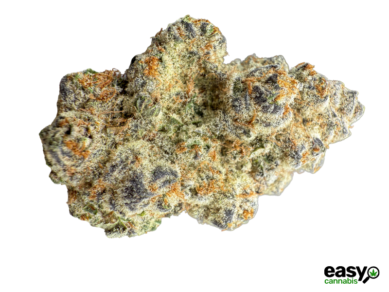 קנאביס רפואי תפרחת 1111 - T22/C4 - 1111 קנדוק לילה - אינדיקה