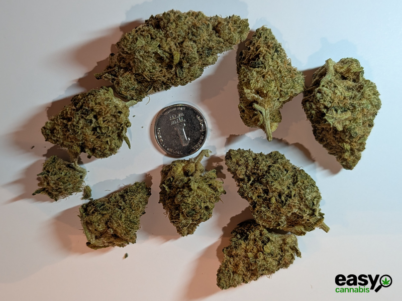 קנאביס רפואי תפרחת סי ג'יי (CJ) - T22/C4 - CJ טריכום לילה - אינדיקה