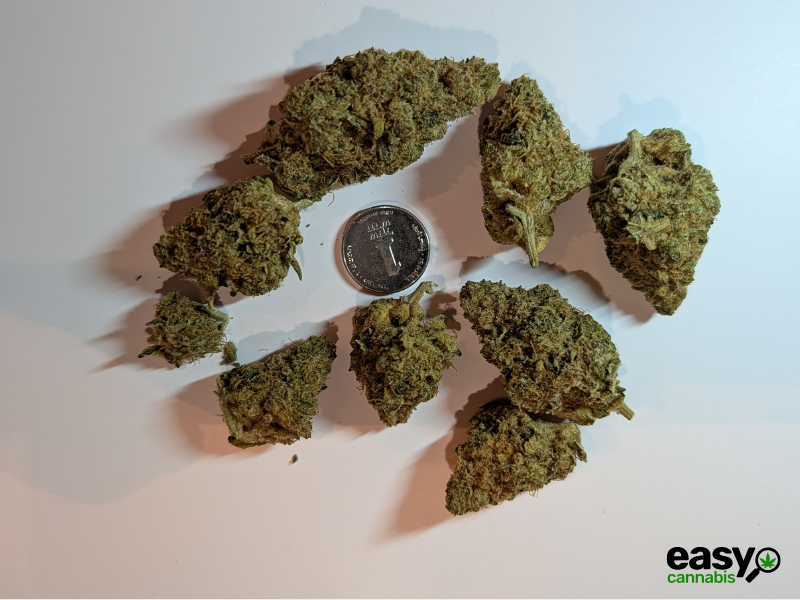 קנאביס רפואי תפרחת סי ג'יי (CJ) - T22/C4 - CJ טריכום לילה - אינדיקה