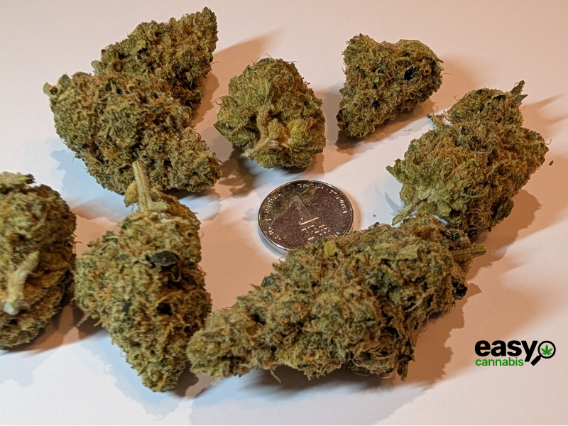 קנאביס רפואי תפרחת סי ג'יי (CJ) - T22/C4 - CJ טריכום לילה - אינדיקה