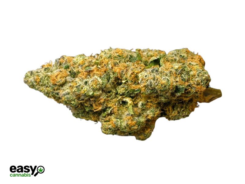 קנאביס רפואי תפרחת אס.בי.או.פי - T22/C4 - S.B.O.P גרין בויז יום\לילה - היברידי