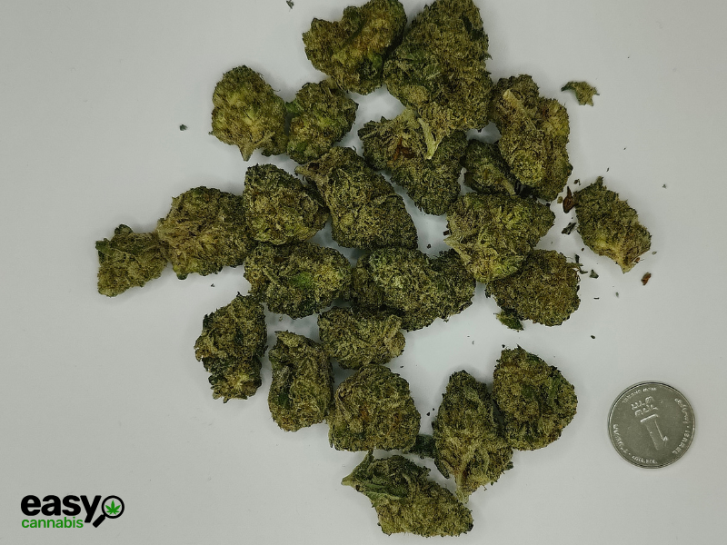 קנאביס רפואי תפרחת ג'י פי מיני - T22/C4 - GP Mini טריכום יום\לילה - היברידי