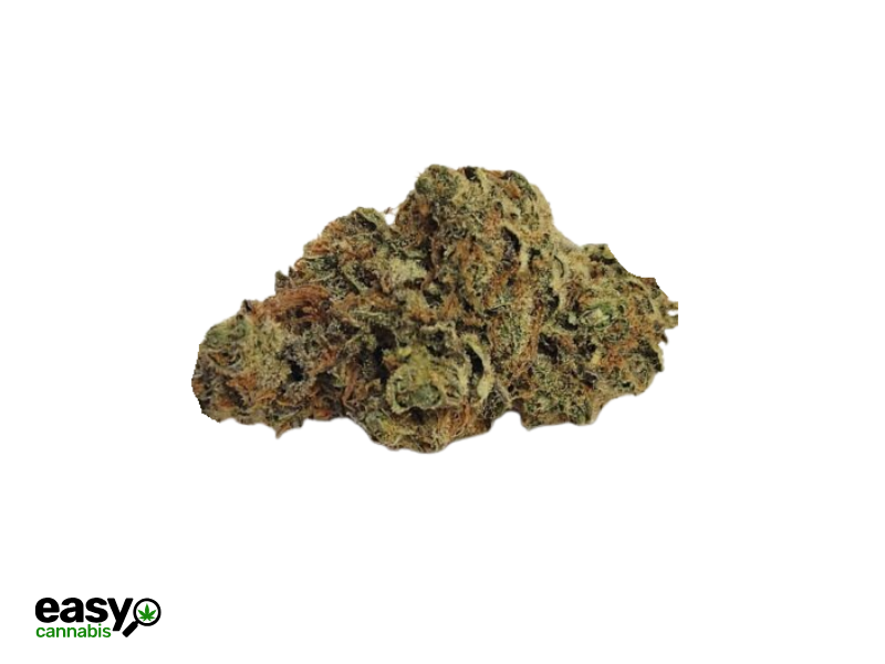 קנאביס רפואי תפרחת מאלי מיני - T22/C4 - ‎Mali Mini טריכום יום - סאטיבה