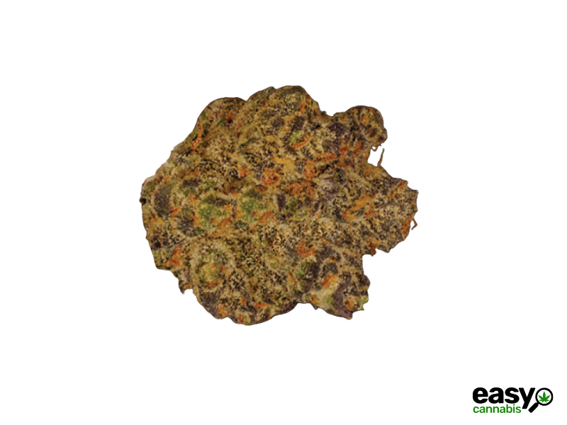 קנאביס רפואי תפרחת סולו אי.וי מיני - T22/C4 - SOLO E.V. Mini מדוקאן יום\לילה - היברידי