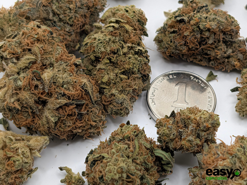 קנאביס רפואי תפרחת דיפי.אס - T22/C4 - Deepi.s איי.אמ.סי לילה - אינדיקה