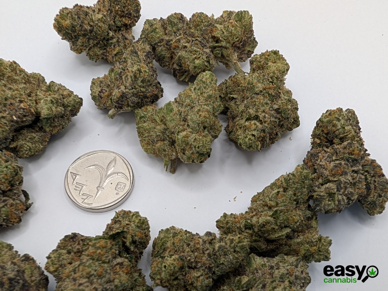 קנאביס רפואי תפרחת סולו תדר - T22/C4 - SOLO Teder מדוקאן יום\לילה - היברידי