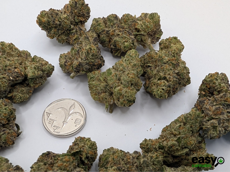 קנאביס רפואי תפרחת סולו תדר - T22/C4 - SOLO Teder מדוקאן יום\לילה - היברידי