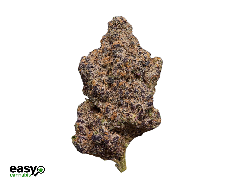 קנאביס רפואי תפרחת ריינ.בו פי - T22/C4 - Rain.bo P איי.אמ.סי יום - סאטיבה