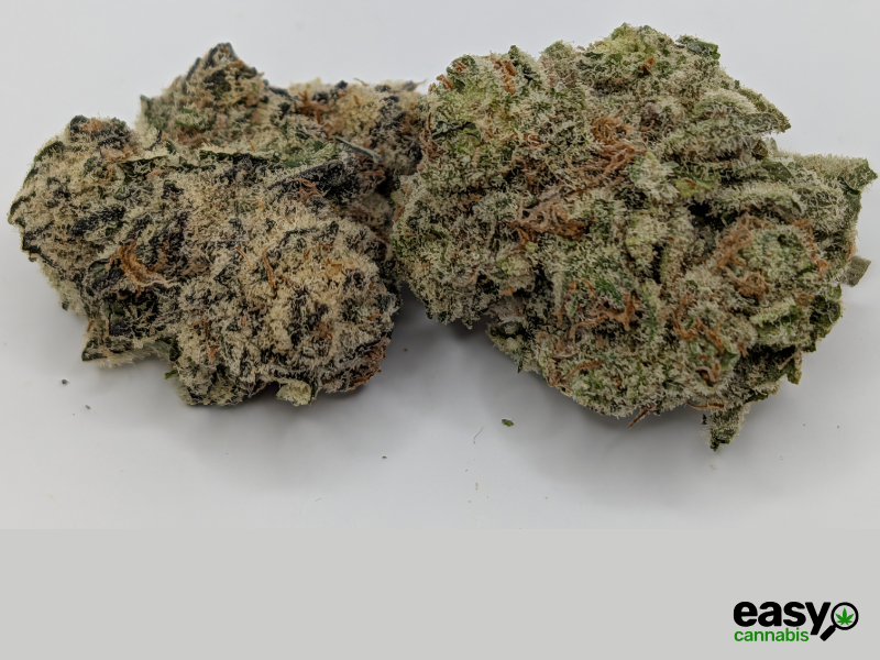 קנאביס רפואי תפרחת אף.אף - T22/C4 - F.F קנאבר לילה - אינדיקה