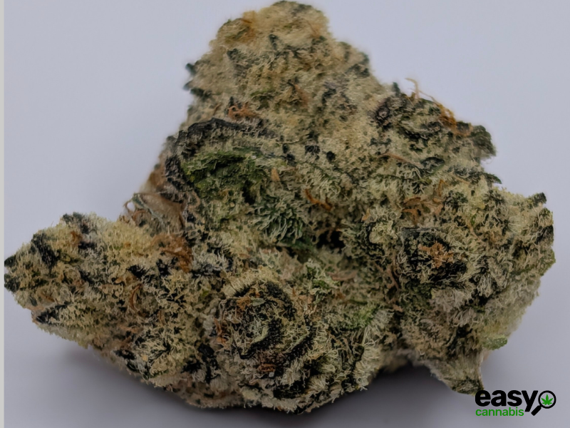 קנאביס רפואי תפרחת אף.אף - T22/C4 - F.F קנאבר לילה - אינדיקה