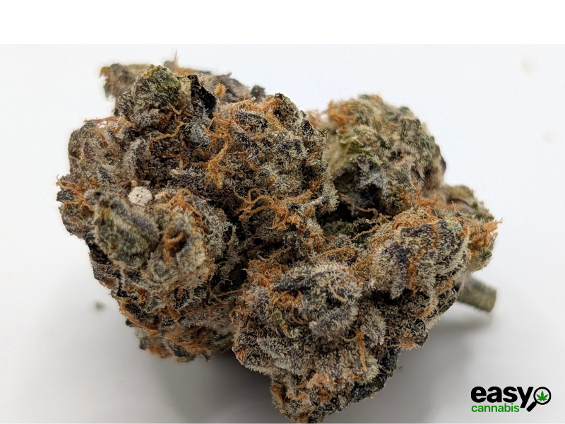 קנאביס רפואי תפרחת ג'ורג'יה פי  - T22/C4 - Georgia Pi קנדוק לילה - אינדיקה