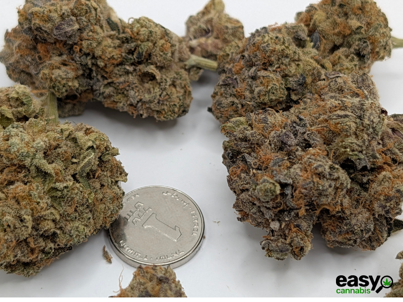 קנאביס רפואי תפרחת ג'ורג'יה פי  - T22/C4 - Georgia Pi קנדוק לילה - אינדיקה