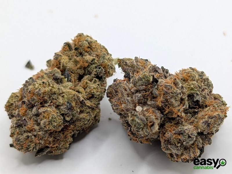 קנאביס רפואי תפרחת ג'ורג'יה פי  - T22/C4 - Georgia Pi קנדוק לילה - אינדיקה