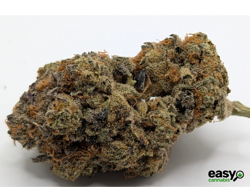 קנאביס רפואי תפרחת ג'ורג'יה פי  - T22/C4 - Georgia Pi קנדוק לילה - אינדיקה