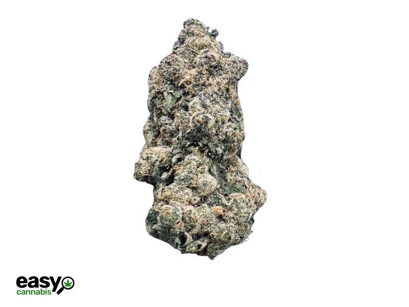 קנאביס רפואי תפרחת אם תאי - T22/C4 - M Thai טוגדר פארמה יום\לילה - היברידי