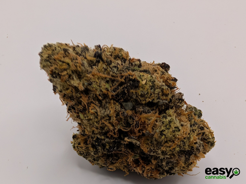 קנאביס רפואי תפרחת פי אר  - T22/C4 - PR פלאנטק מדיקל לילה - אינדיקה