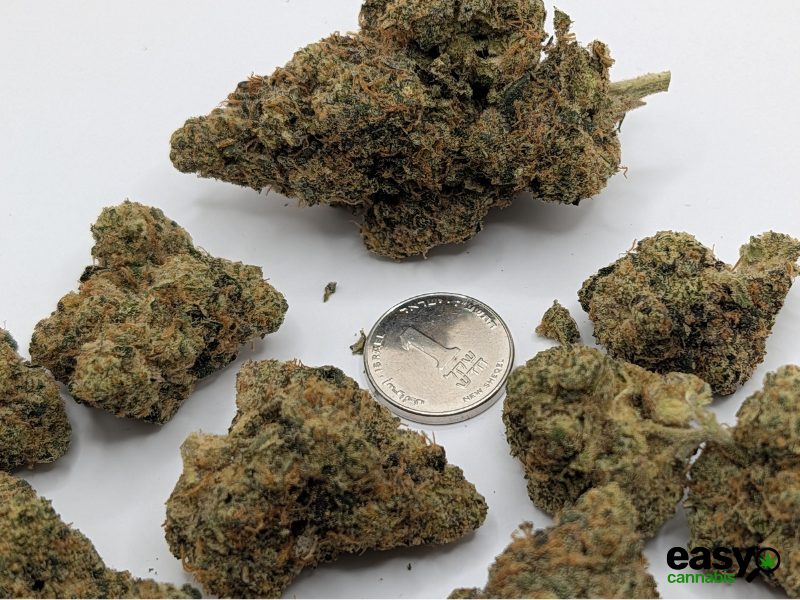 קנאביס רפואי תפרחת פי אר  - T22/C4 - PR פלאנטק מדיקל לילה - אינדיקה