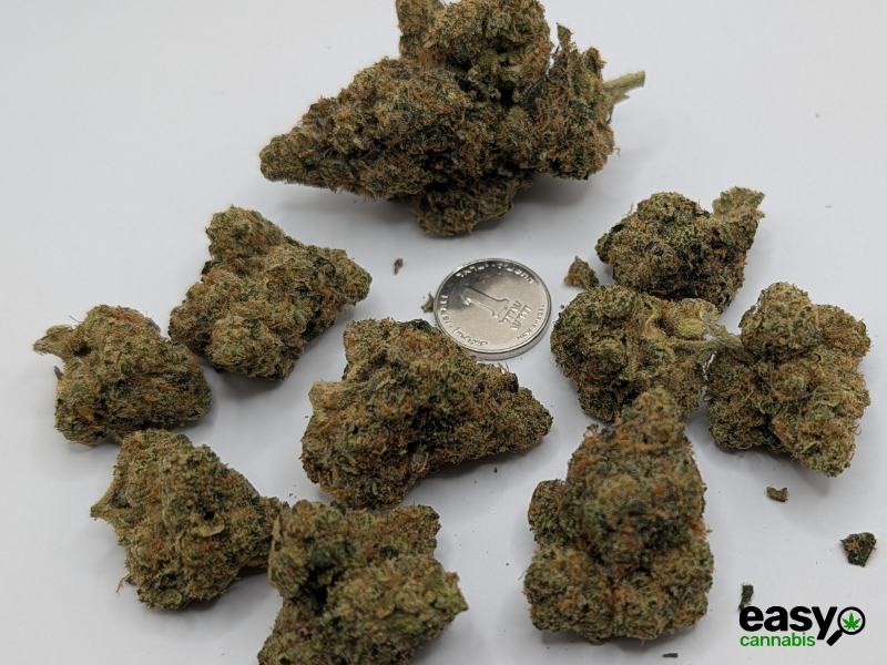 קנאביס רפואי תפרחת פי אר  - T22/C4 - PR פלאנטק מדיקל לילה - אינדיקה