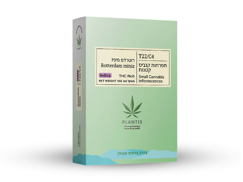 קנאביס רפואי תפרחת רוטרדם מיניז - T22/C4 - Rotterdam Miniz פלאנטיס לילה - אינדיקה