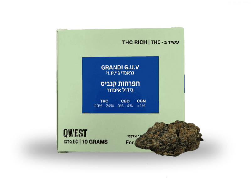 קנאביס רפואי תפרחת גראנדי ג'י.יו.וי - T22/C4 - Grandi G.U.V קווסט יום - סאטיבה