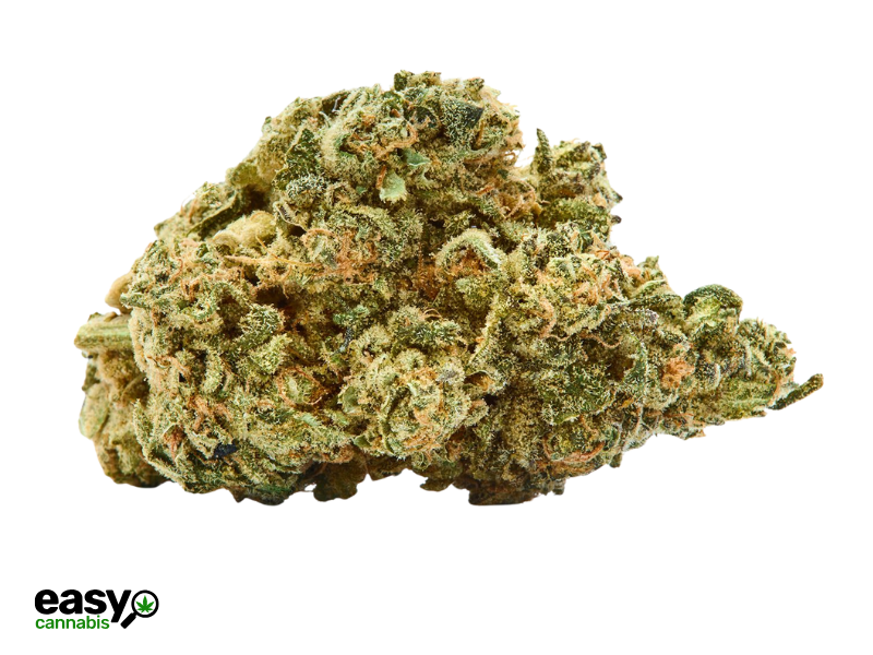 קנאביס רפואי תפרחת סייפר - T22/C4 - Siper איי.אמ.סי יום - סאטיבה