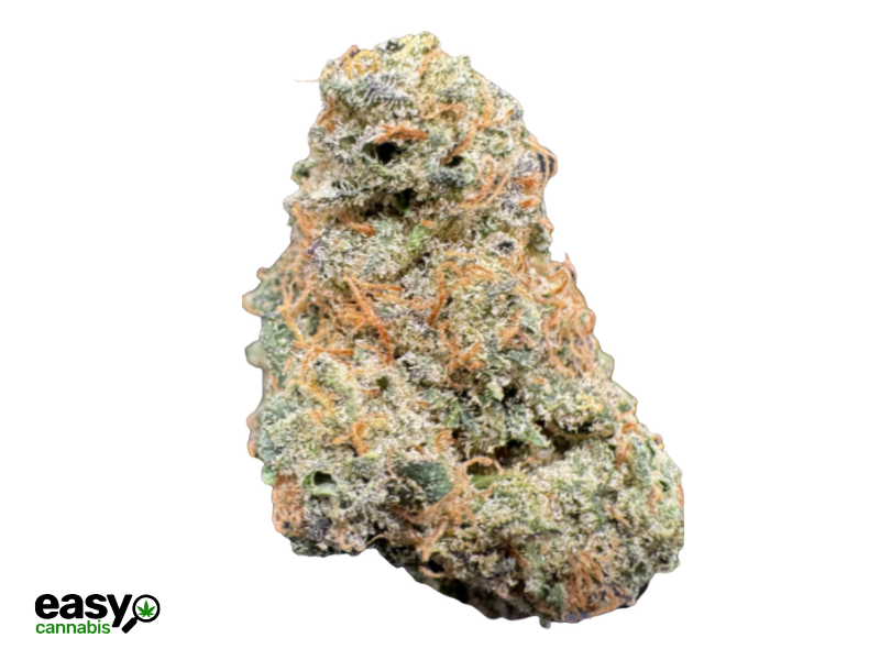 קנאביס רפואי תפרחת פלנטה מיני - T22/C4 - Planta Mini טריכום יום\לילה - היברידי