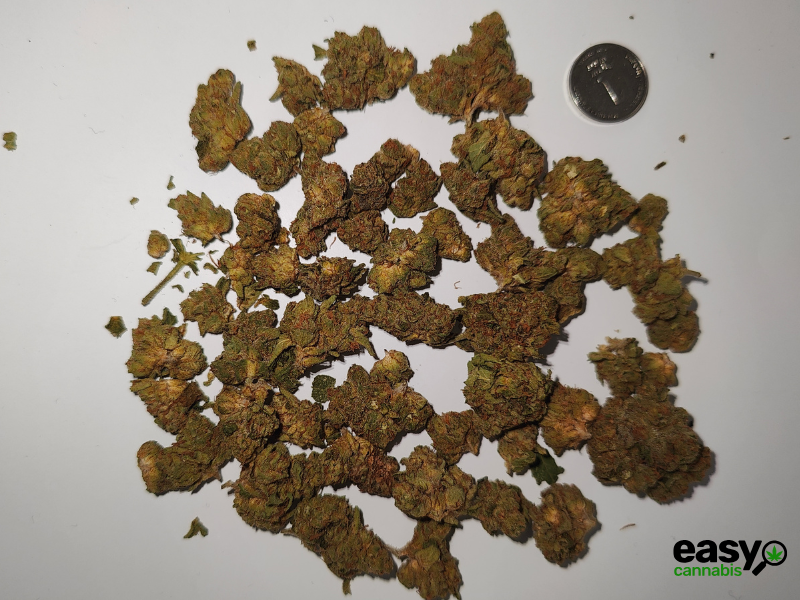 קנאביס רפואי תפרחת בי.סאנסט - T22/C4 - B.Sunset דוד וגוליית לילה - אינדיקה