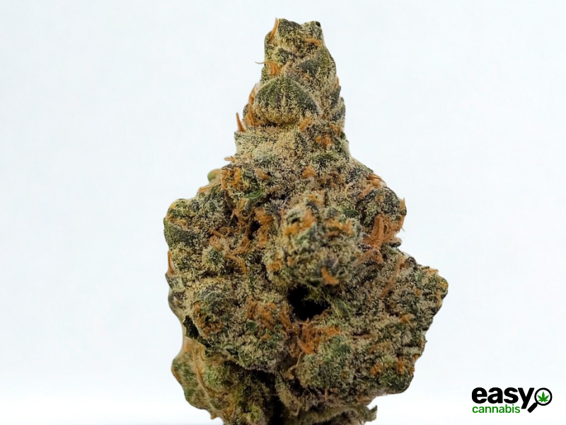 קנאביס רפואי תפרחת איי&אף - T22/C4 - A&F טריכום יום\לילה - היברידי