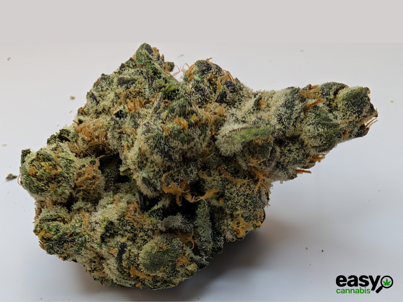 קנאביס רפואי תפרחת איי&אף - T22/C4 - A&F טריכום יום\לילה - היברידי