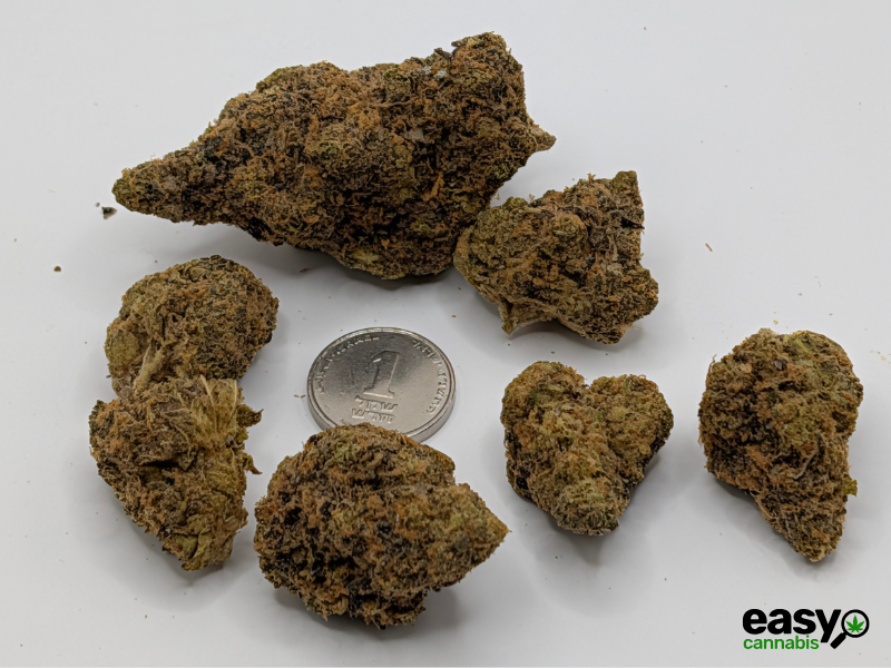 קנאביס רפואי תפרחת האמי ג'לטו - T22/C4 - Hemi Glto איי.אמ.סי לילה - אינדיקה