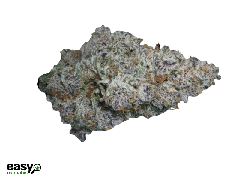 קנאביס רפואי תפרחת סקוטיק מיני - T22/C4 - Scotic Mini טריכום לילה - אינדיקה