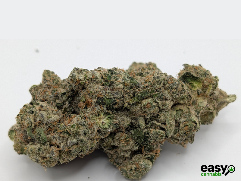 קנאביס רפואי תפרחת איי פי - T22/C4 - AP פלאנטק מדיקל לילה - אינדיקה