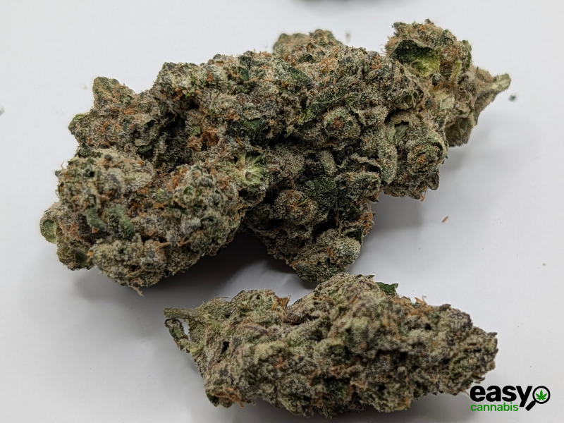 קנאביס רפואי תפרחת איי פי - T22/C4 - AP פלאנטק מדיקל לילה - אינדיקה