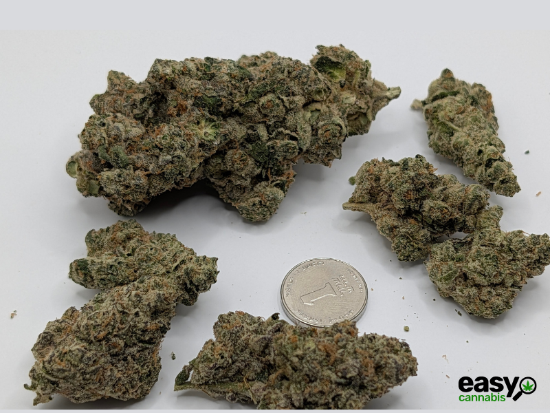 קנאביס רפואי תפרחת איי פי - T22/C4 - AP פלאנטק מדיקל לילה - אינדיקה