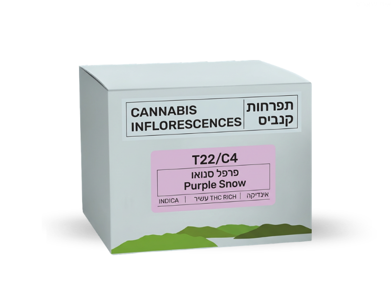 קנאביס רפואי תפרחת פרפל סנואו - T22/C4 - Purple Snow פלאנטיס לילה - אינדיקה