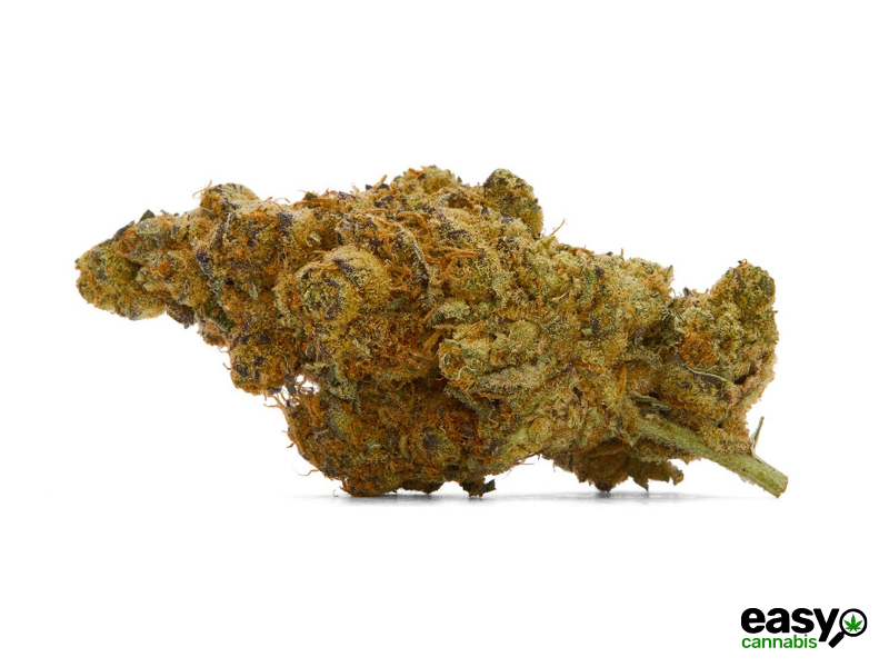 קנאביס רפואי תפרחת דיסטר - T22/C4 - Dister איי.אמ.סי לילה - אינדיקה